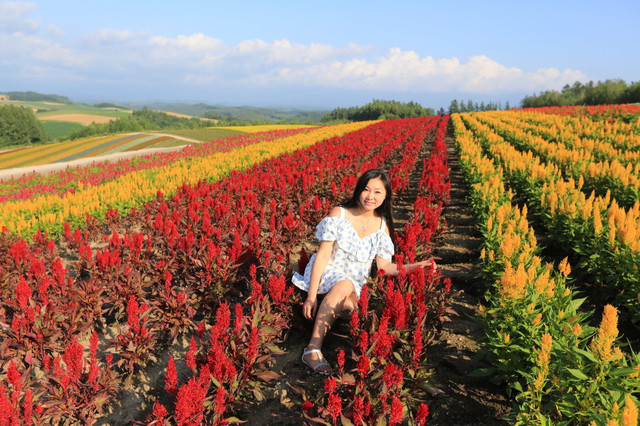 猴年驼红包 一起来北海道看花海 携程氢气球