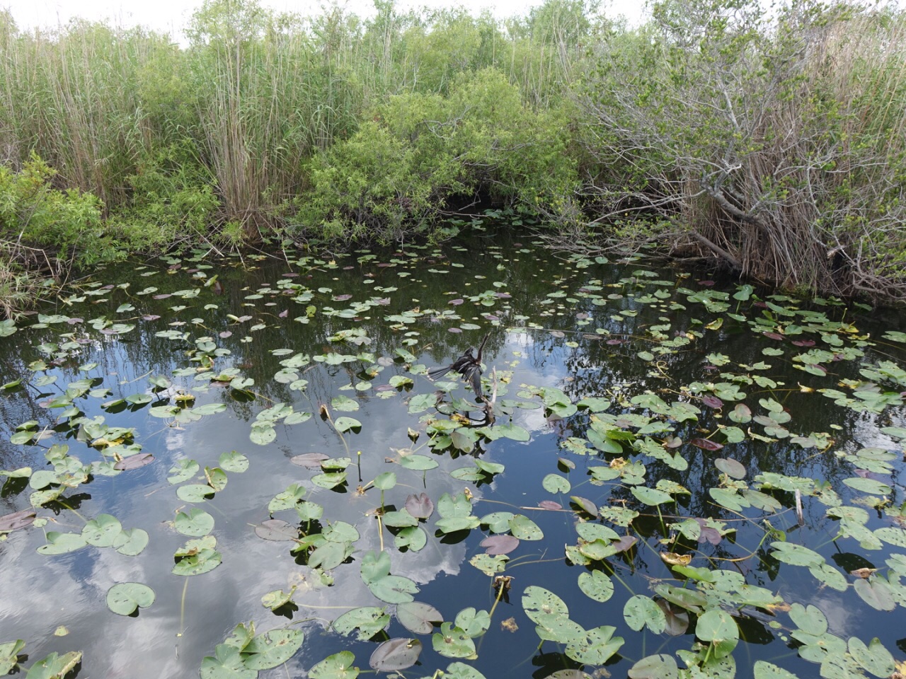 佛罗里达大沼泽地国家公园水路高清摄影大图-千库网