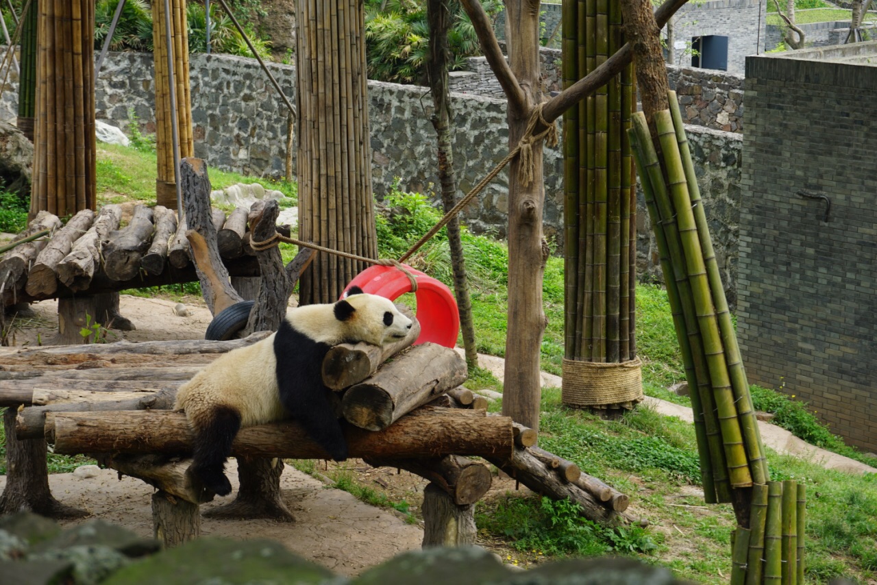 都江堰中華大熊貓苑(原熊貓樂園)