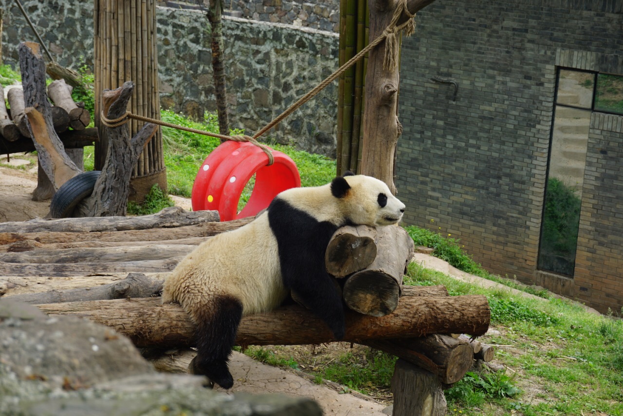 都江堰都江堰中华大熊猫苑(原熊猫乐园)好玩吗,都江堰都江堰中华大熊