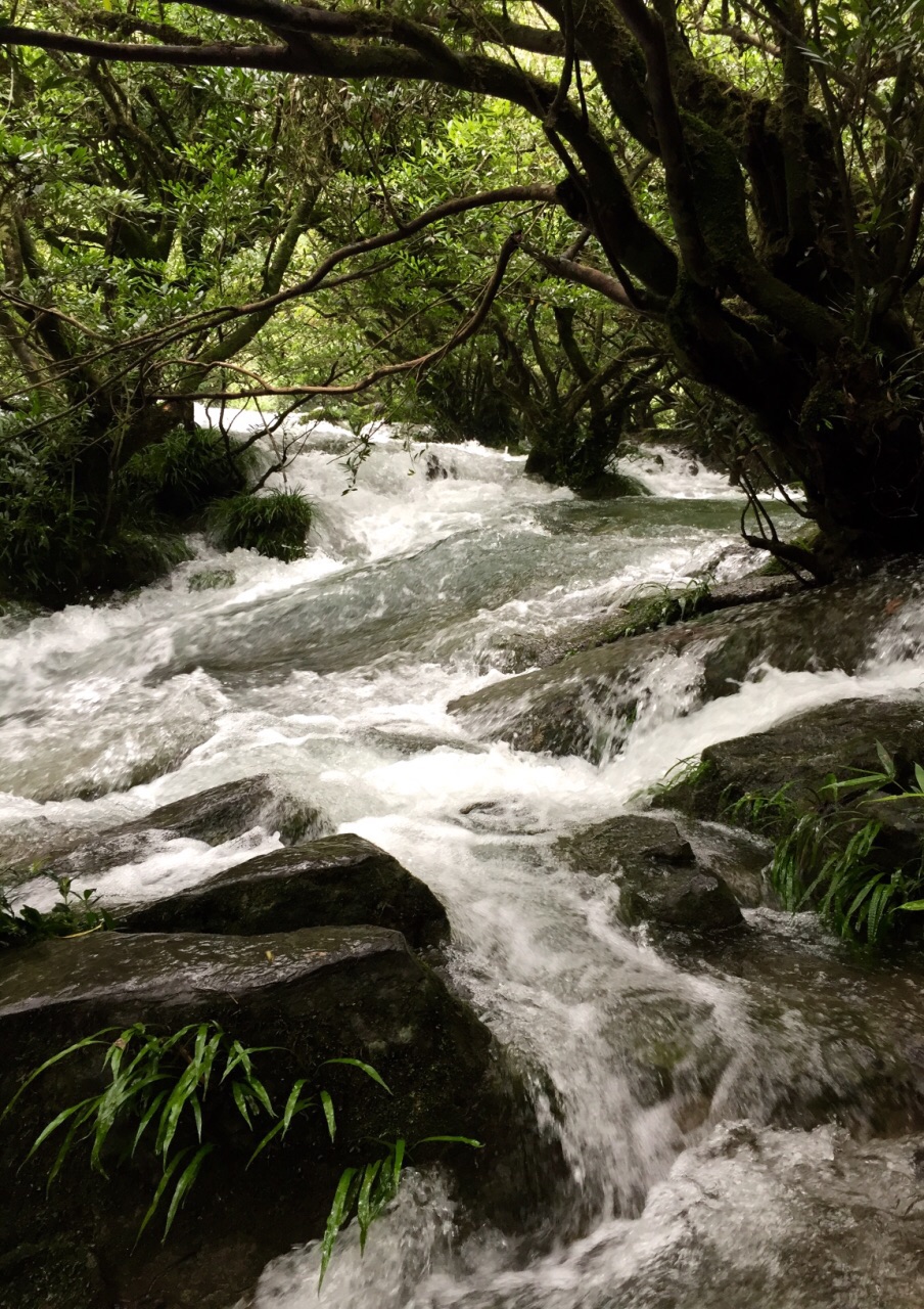 黔南水上森林好玩吗,黔南水上森林景点怎么样_点评_评价【携程攻略】