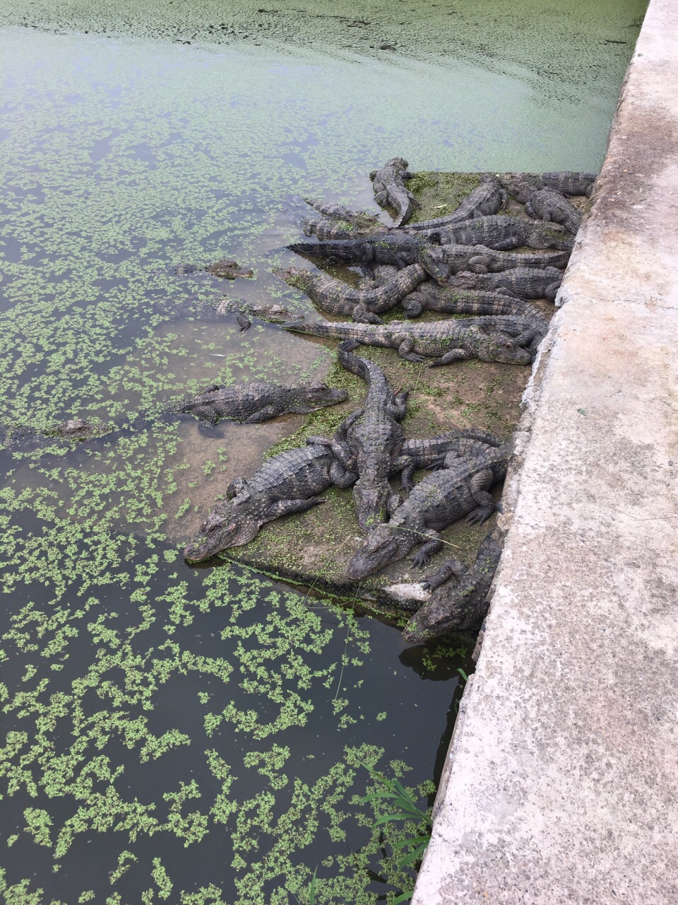 宣城扬子鳄景区图片