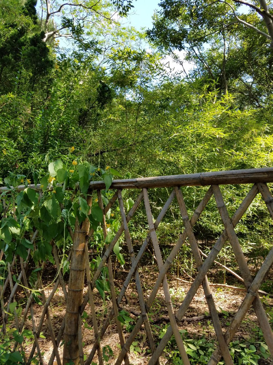 普陀山紫竹林好玩吗,普陀山紫竹林景点怎么样_点评_评价【携程攻略】