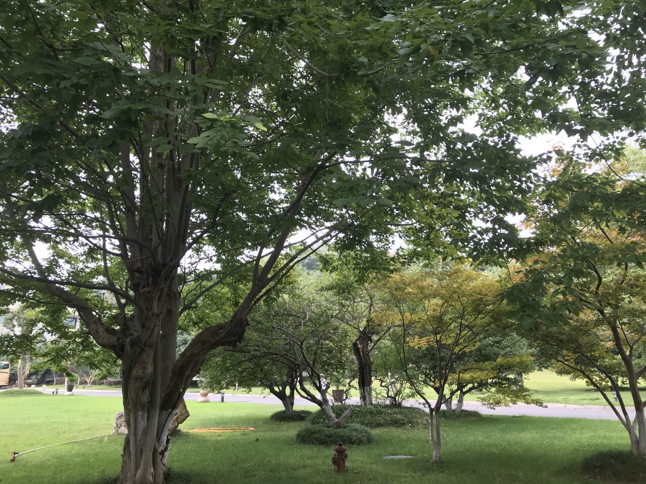 2022碧榆园南山楼美食餐厅,.,建造标准较高园内绿化很.【去哪儿攻略】