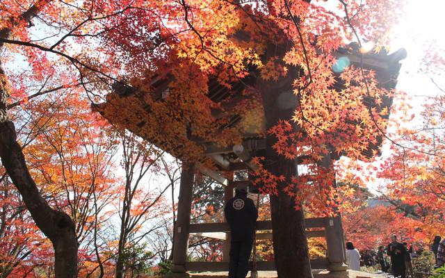 關西，京阪神奈、和歌山趴趴走，擁抱那片無以倫比的秋色