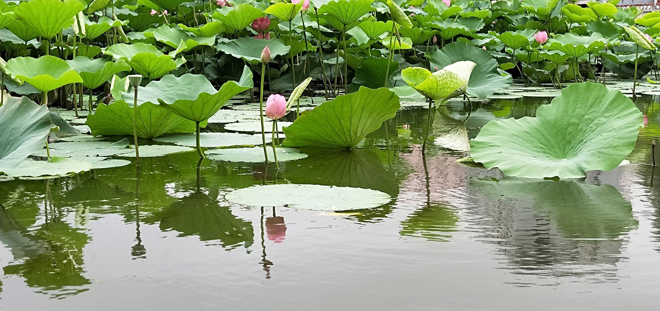 李村河生态全景示范园