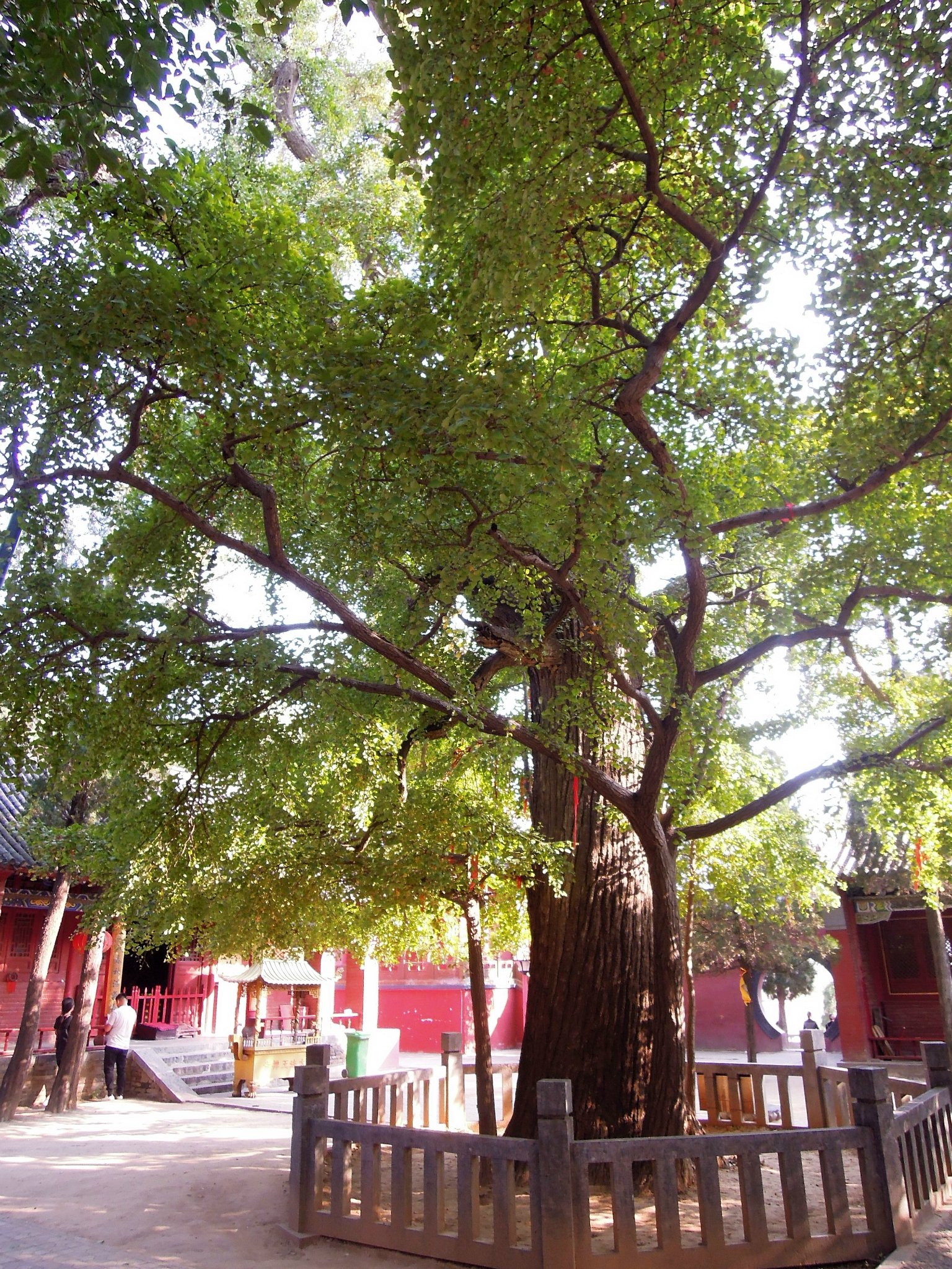 嵩山法王寺银杏树图片