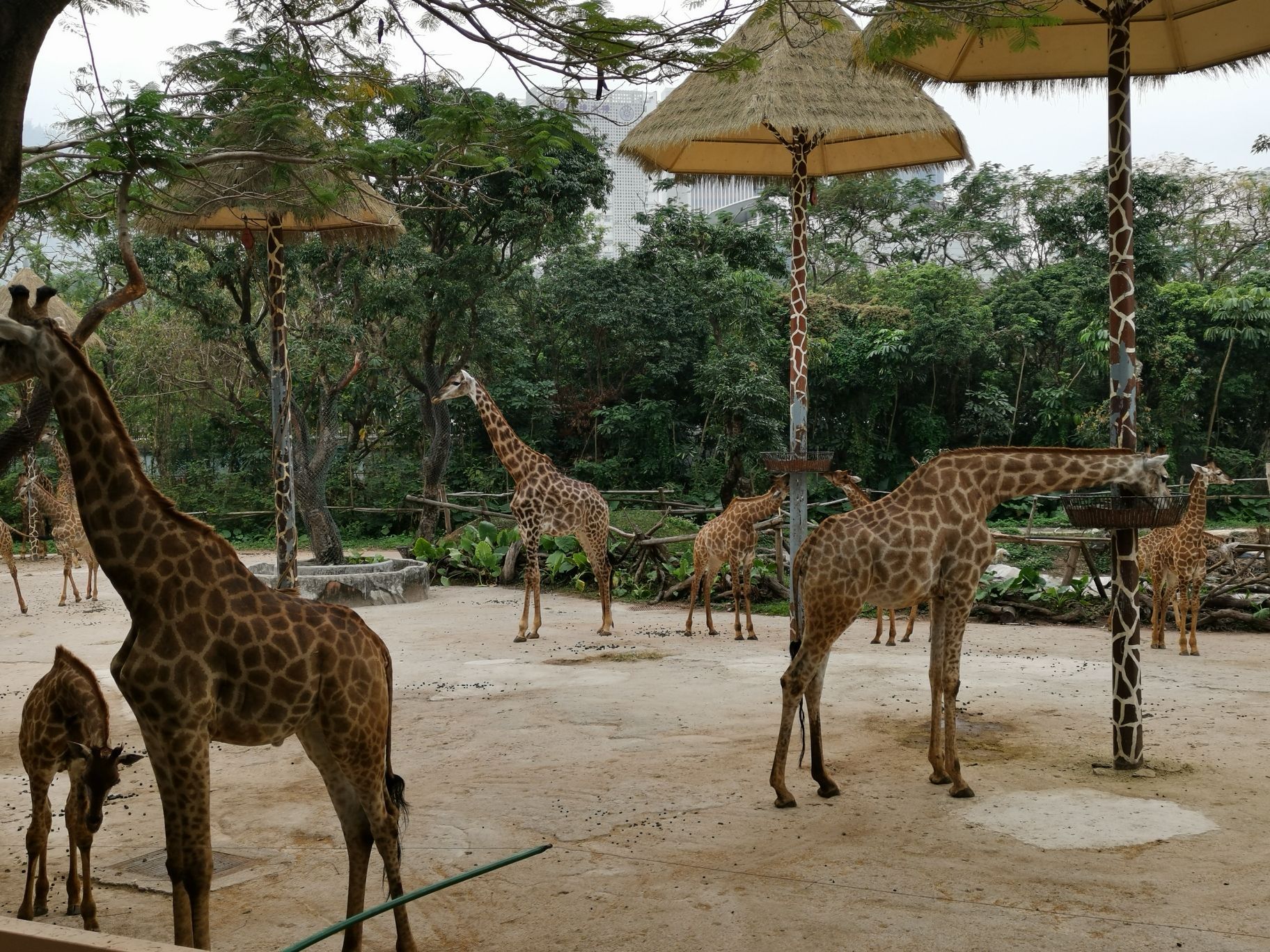 深圳动物园攻略(深圳动物园攻略吃饭) - 爱丽百科知识