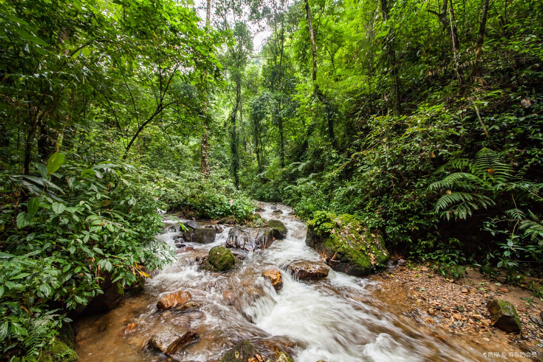 探访海南热带雨林国家公园（组图）_图片_中国小康网