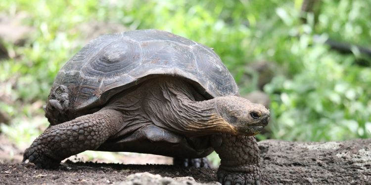 加拉帕戈斯 赤道上被遗忘的动物天堂 一生必去之地 厄瓜多尔游记攻略 携程攻略