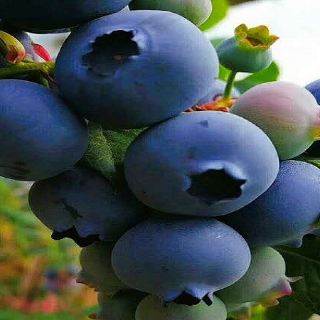 蓝彩虹蓝莓采摘基地   分 1条点评 采摘 生活休闲 距景点3.6km