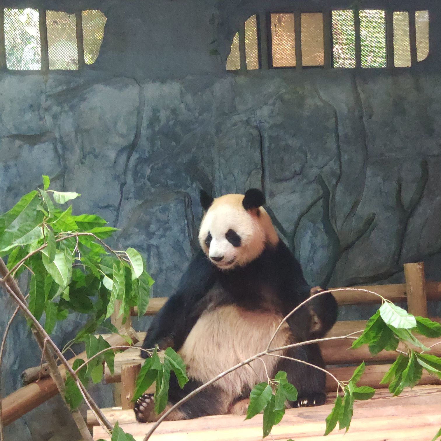 【携程攻略】深圳深圳野生动物园景点,很好玩，每年都会带孩子去逛逛。………………………………………………