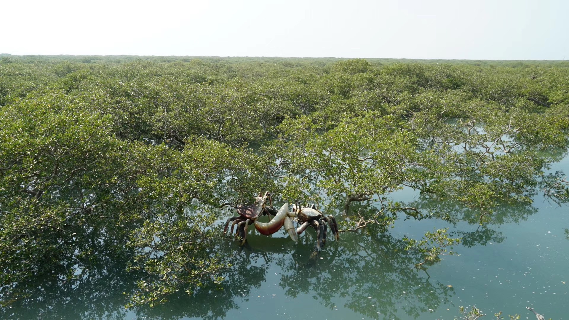 红树林欢乐赶海