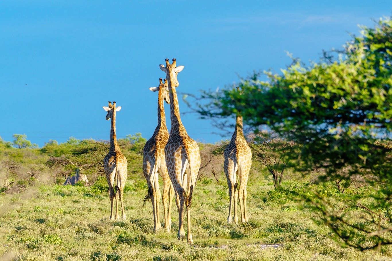 埃托沙国家公园埃托沙天然野生动物园好玩吗,埃托沙国家公园埃托沙