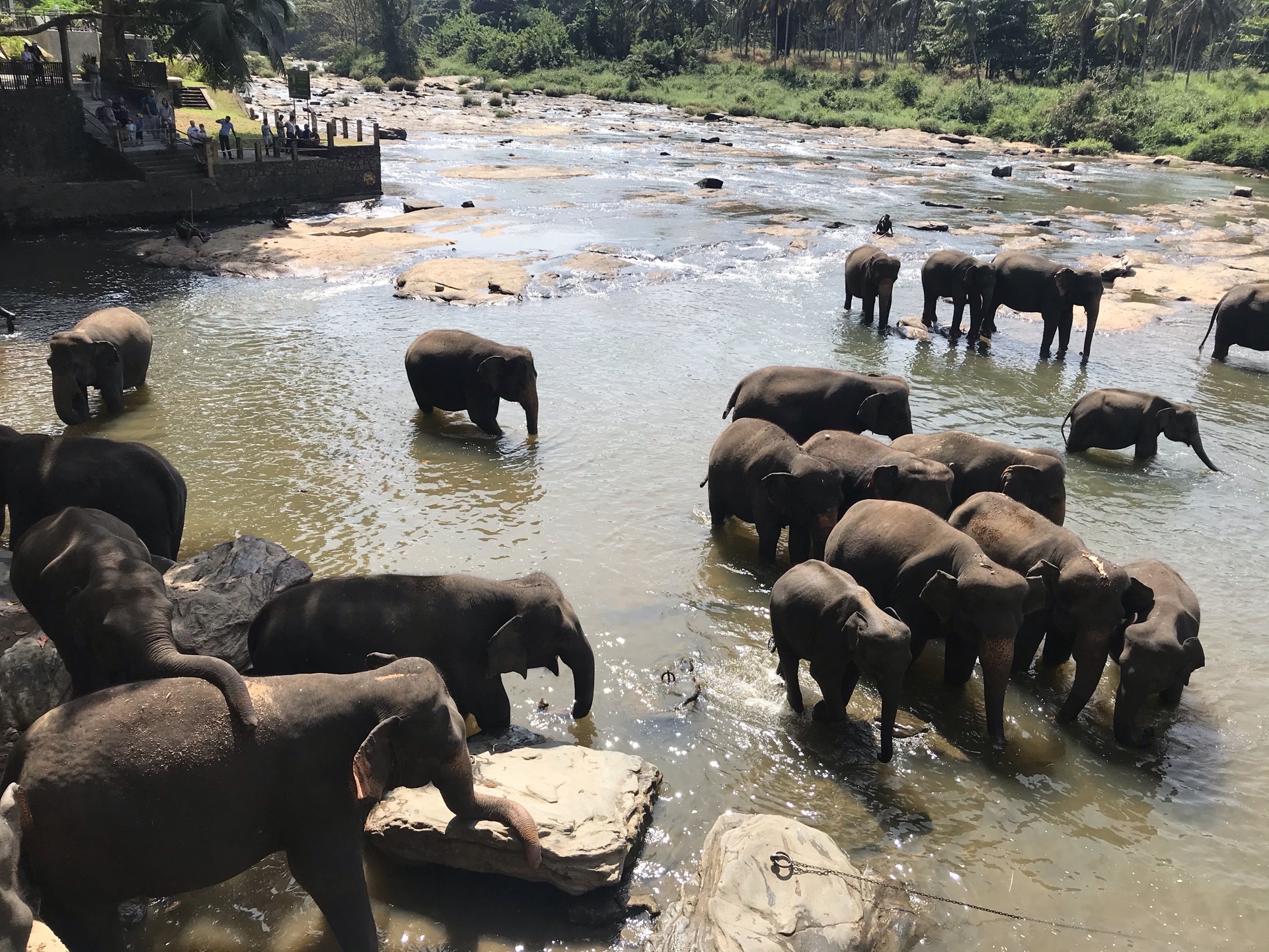 2022品纳维拉大象孤儿院游玩攻略,大象躺到在地，工作人员往他...【去哪儿攻略】