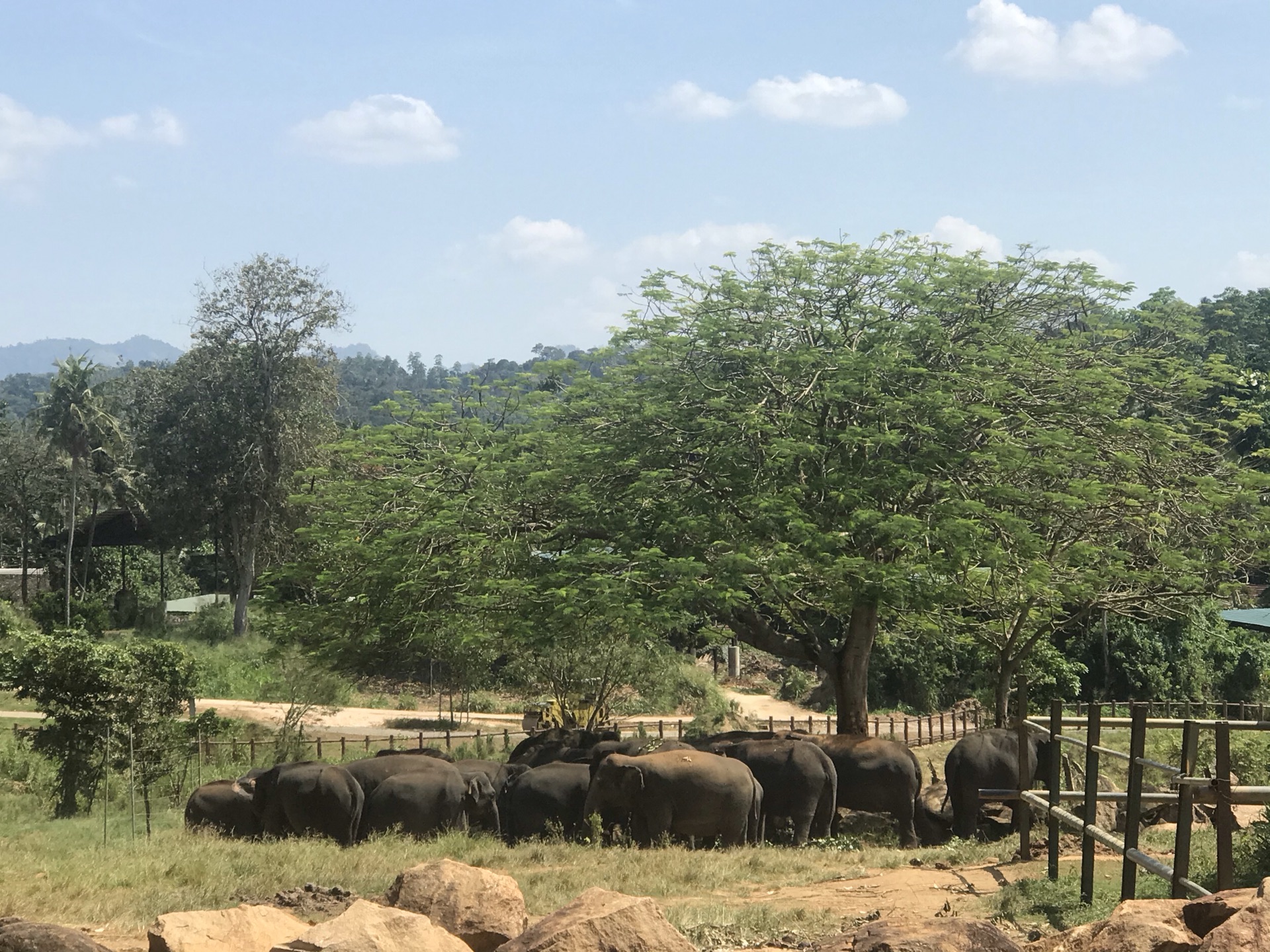 【携程攻略】宾那伟拉品纳维拉大象孤儿院景点,大象孤儿院住着斯里兰卡特有品种的大象，每天它们都要成群结队的穿过…