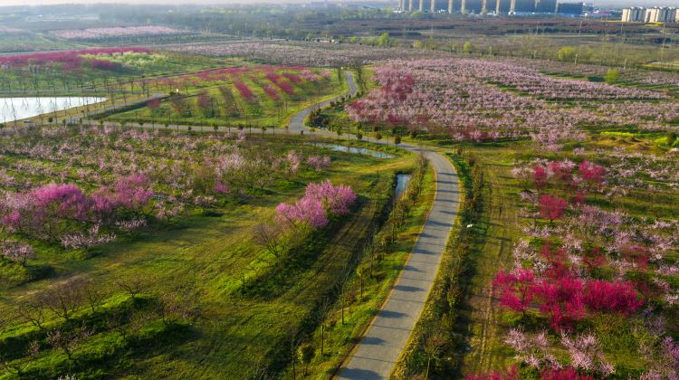 三十岗桃蹊农场