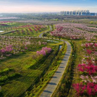 三十岗桃蹊农场