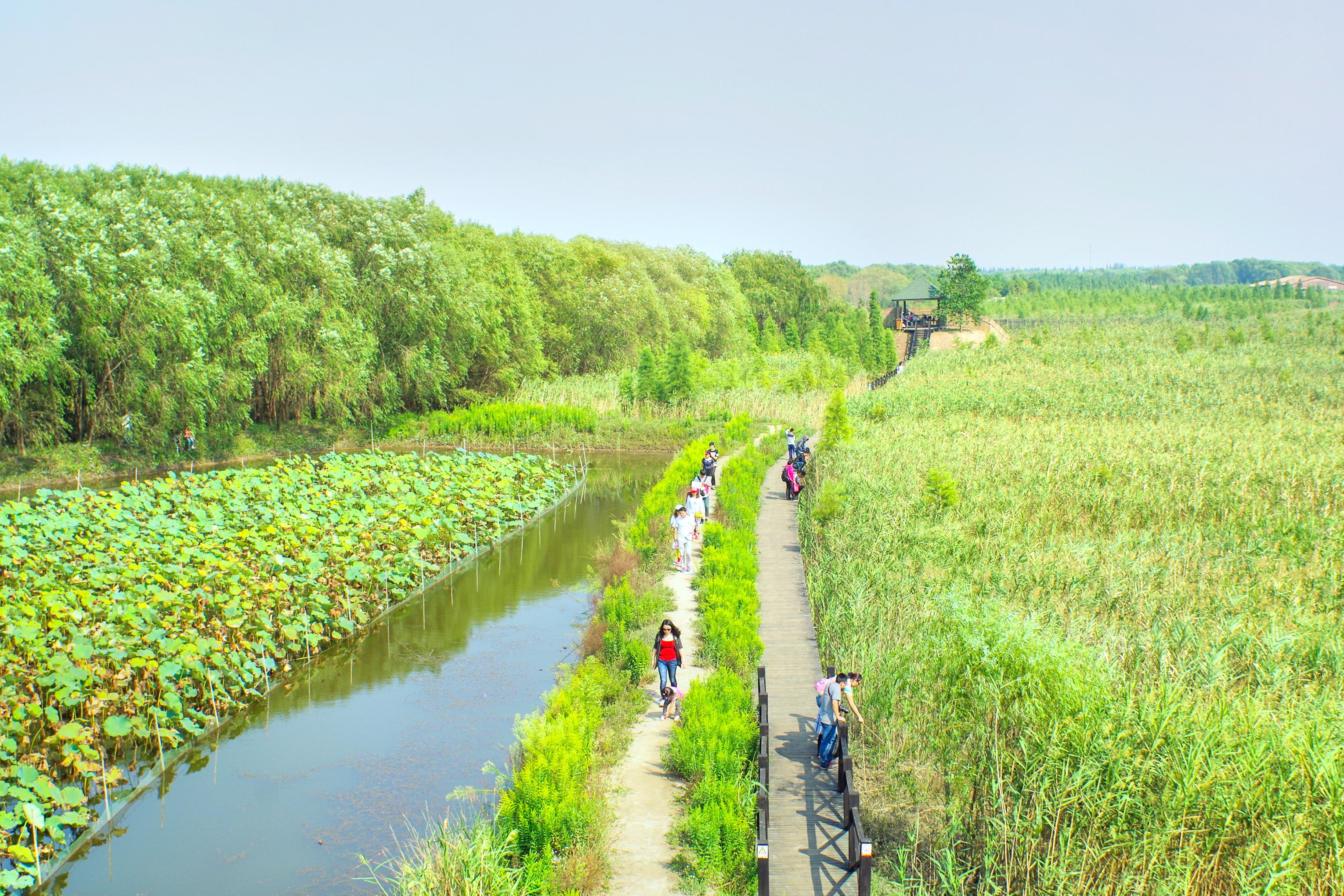 上海崇明旅遊攻略詳細(上海崇明旅遊必去景點推薦)