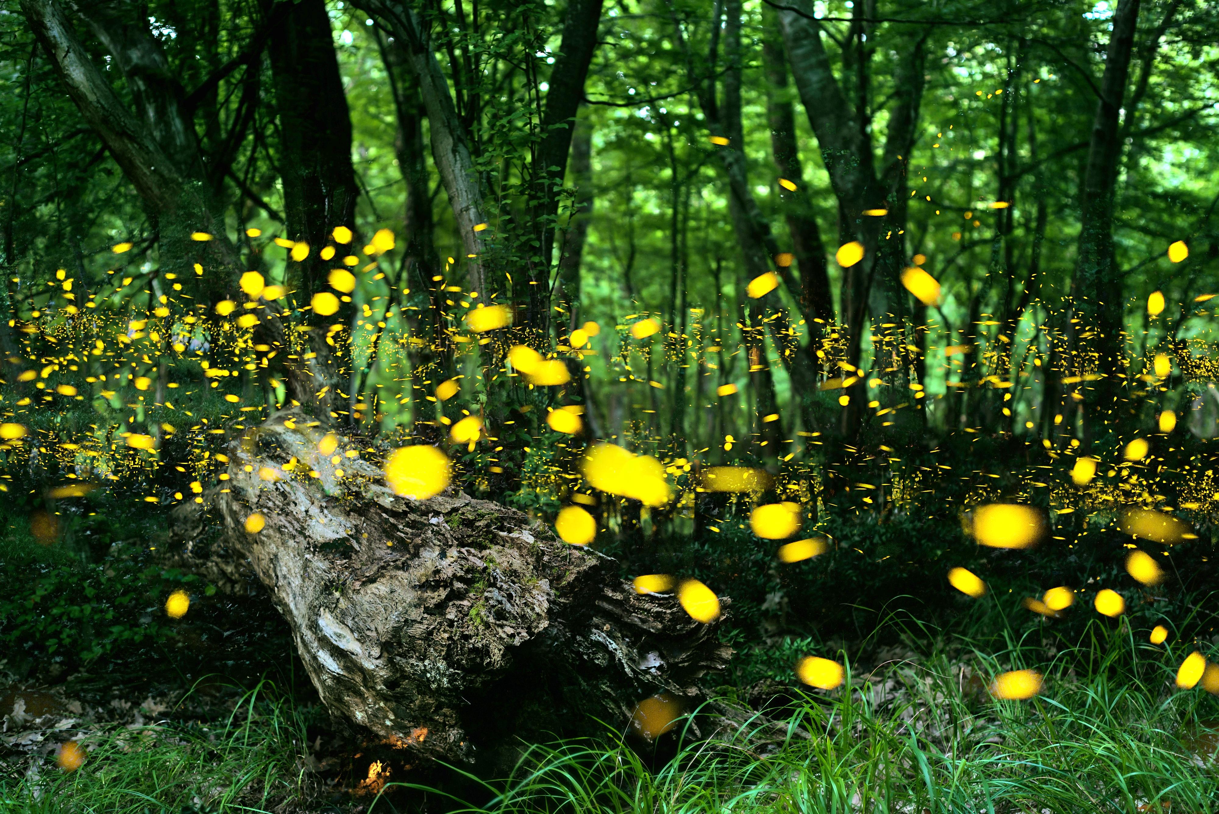 1薄荷岛观萤火虫bohol firefly watching tour4.