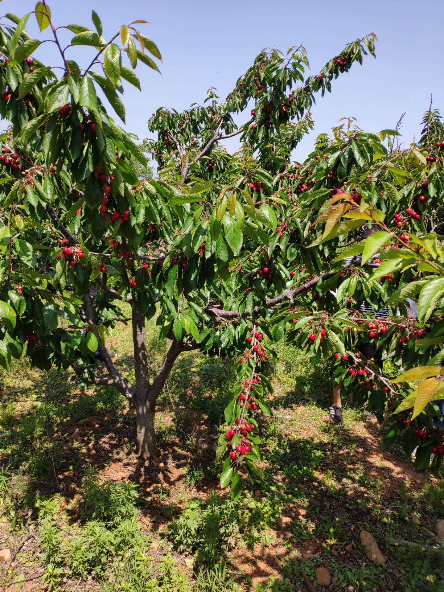 每到六月初大连樱桃园的樱桃就会成熟又大又甜的樱桃令人垂涎欲滴摘