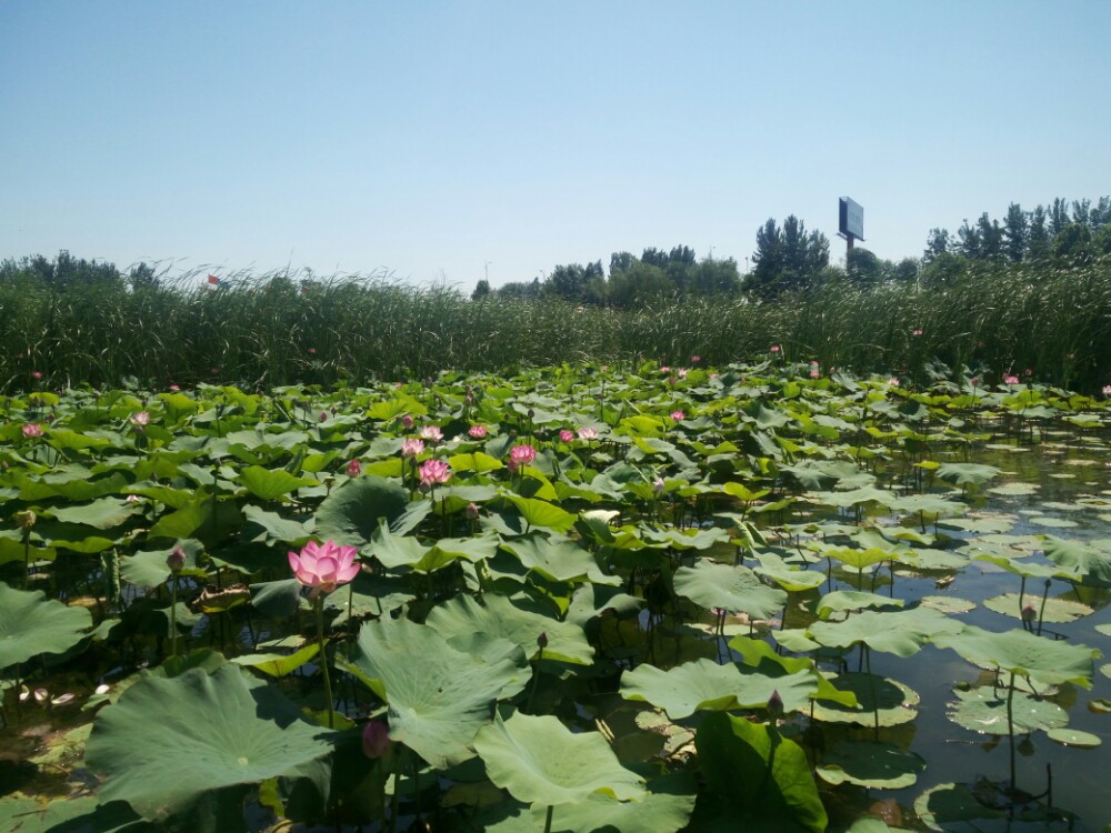 衡水湖旅遊景點攻略圖