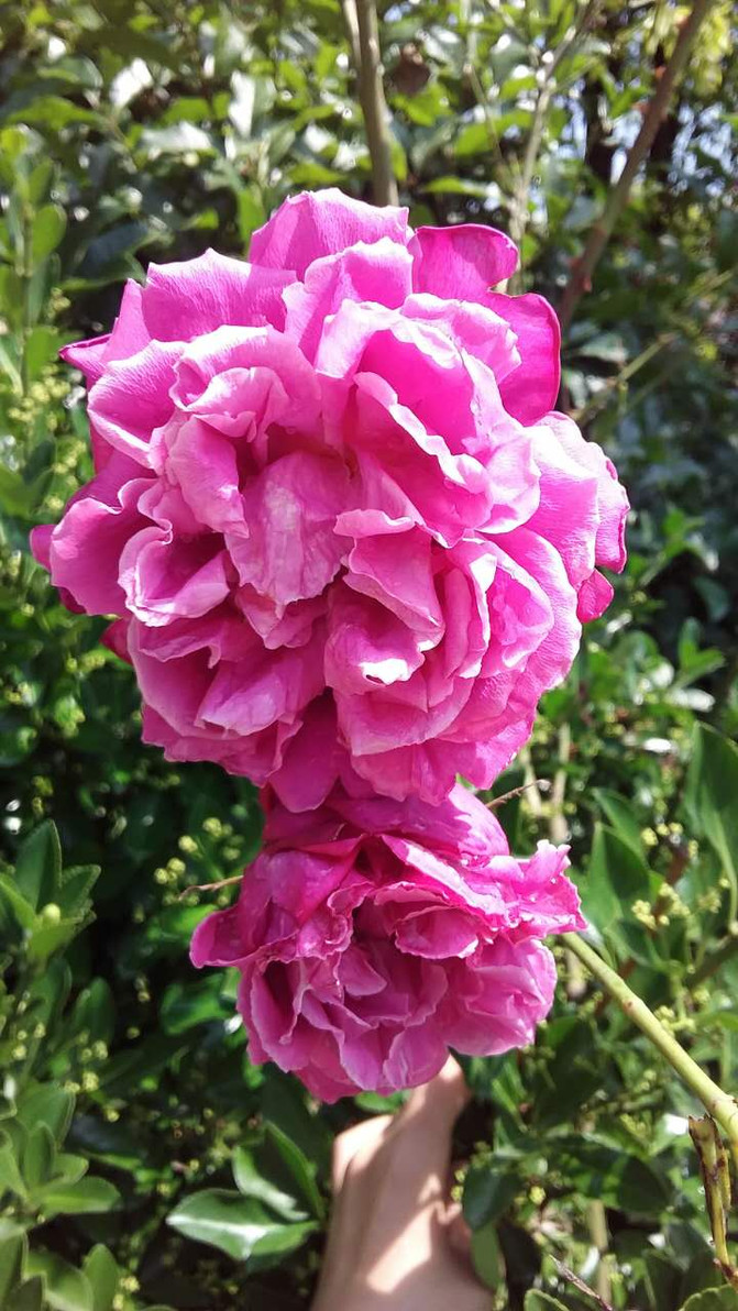 上海周边农家乐三日游