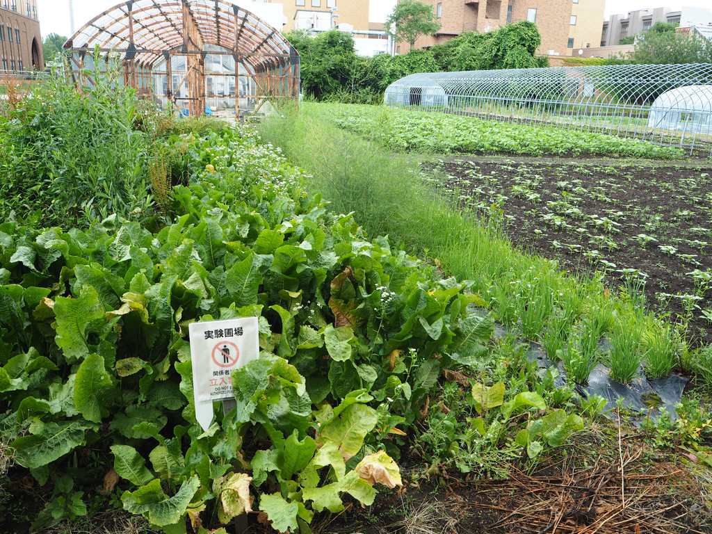 小清新与大都市混搭的日本之旅(北海道 大阪)