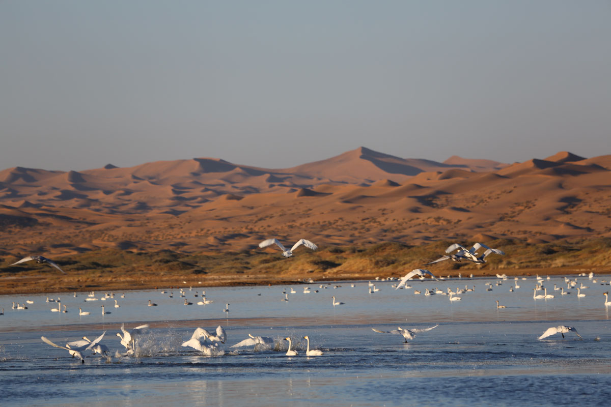 腾格里沙漠天鹅湖