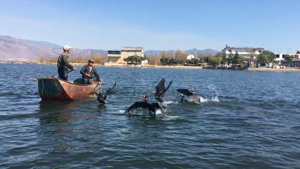 大理洱海鱼鹰驯化基地