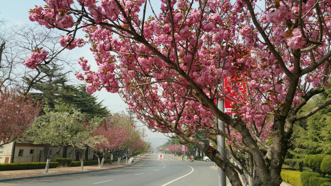 【携程攻略】旅顺口区太阳沟景点,几场细雨,几度降温,一树绽放的杏花