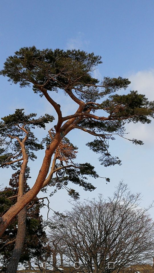 內部開發成了城市公園,這裡的櫻花樹居多巨大,沿著舊城圍的形狀,從