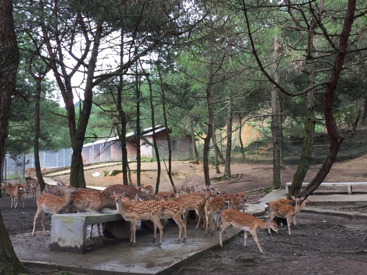 2019梅花山(中国虎园)_旅游攻略_门票_地址_游记点评,上杭旅游景点推