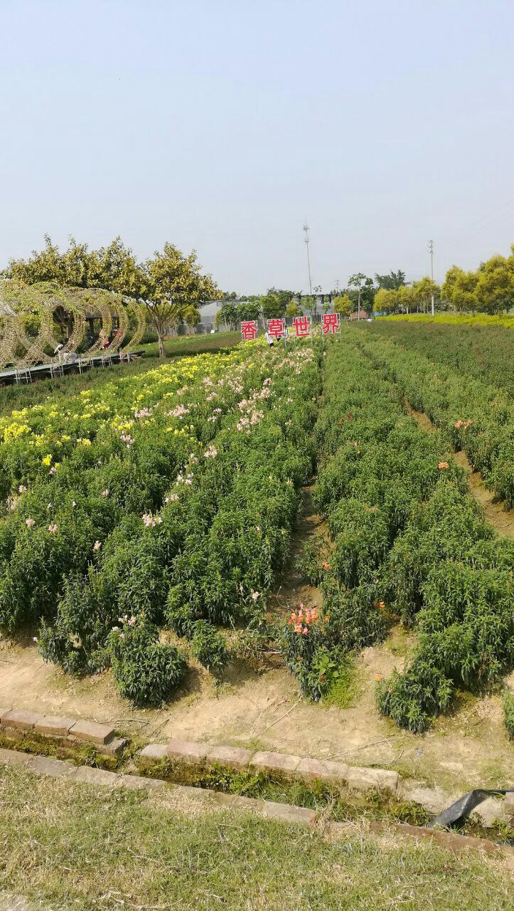 花都香草世界