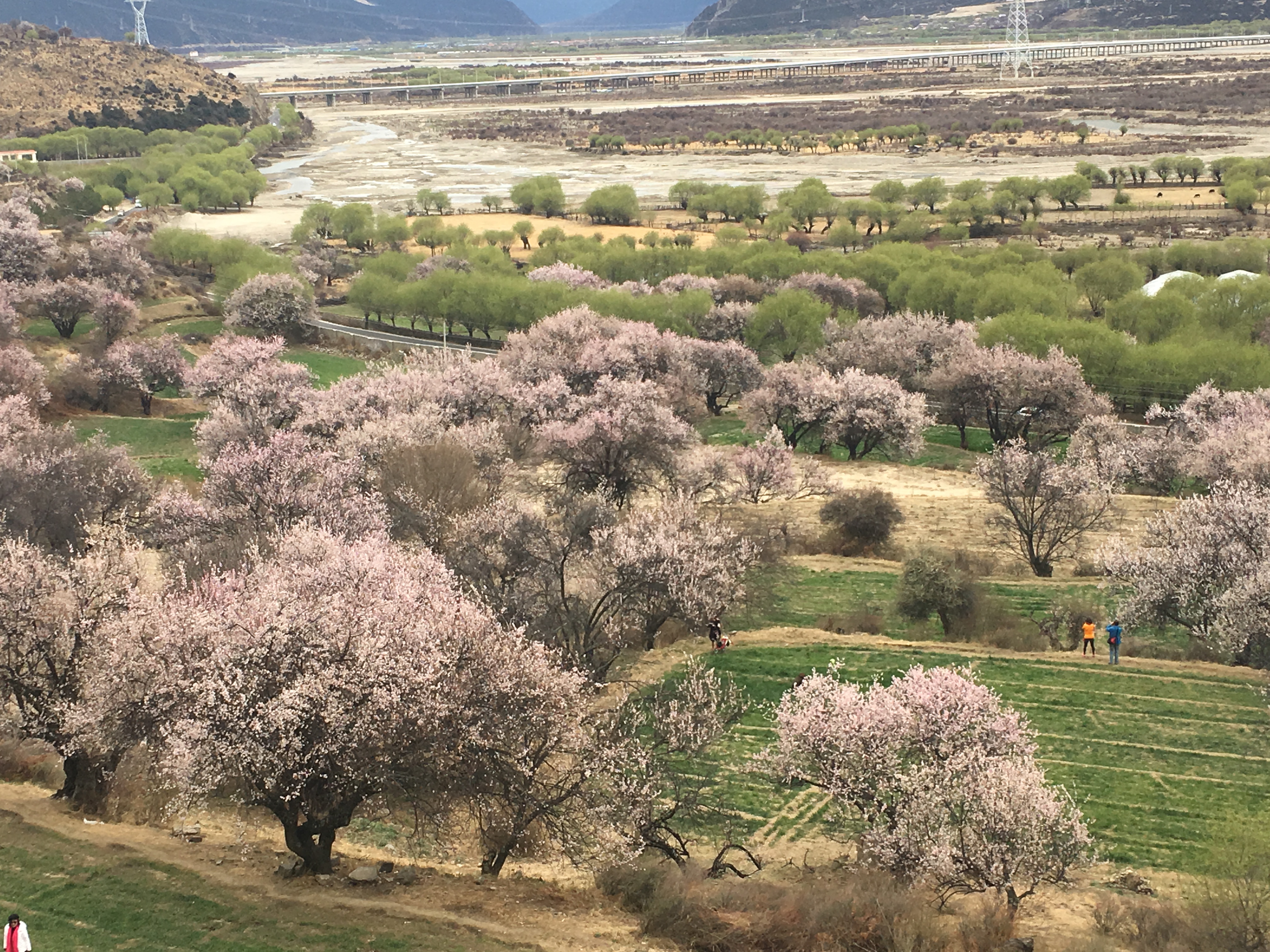 嘎拉桃花村