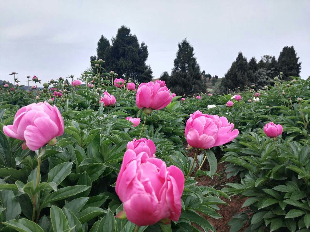 金堂芍药花图片