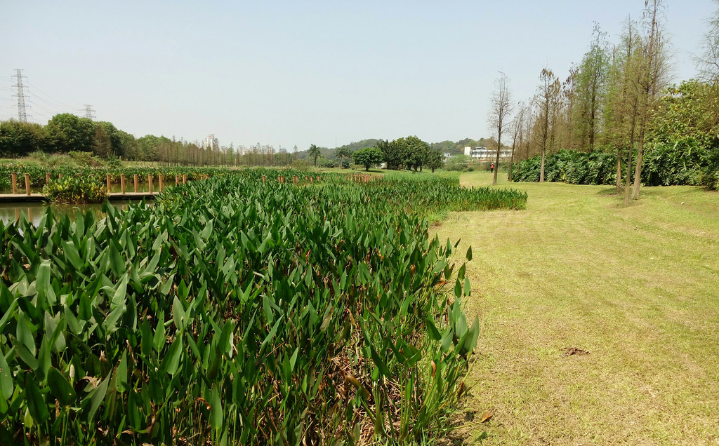 燕嶺溼地和石排生態園是無縫對接,相互融合.