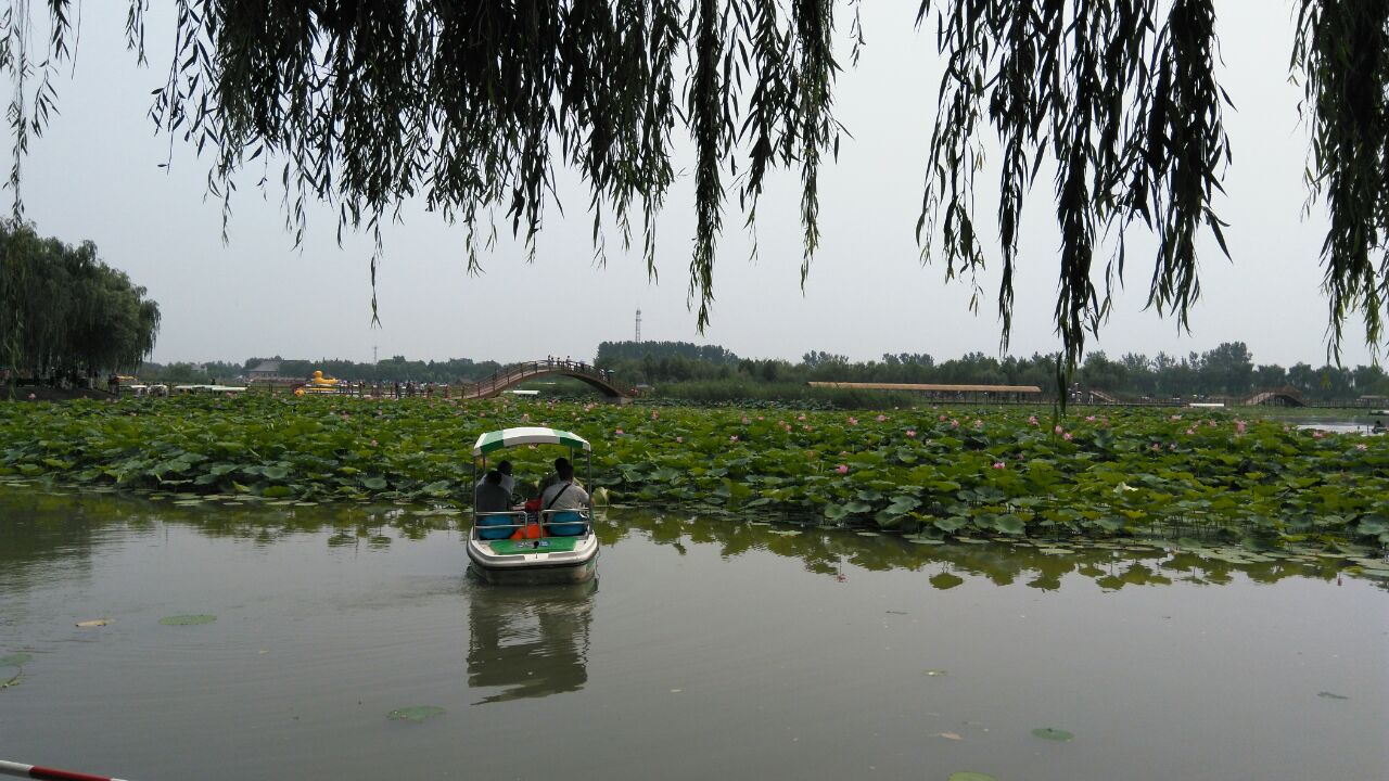 白洋淀休闲岛图片