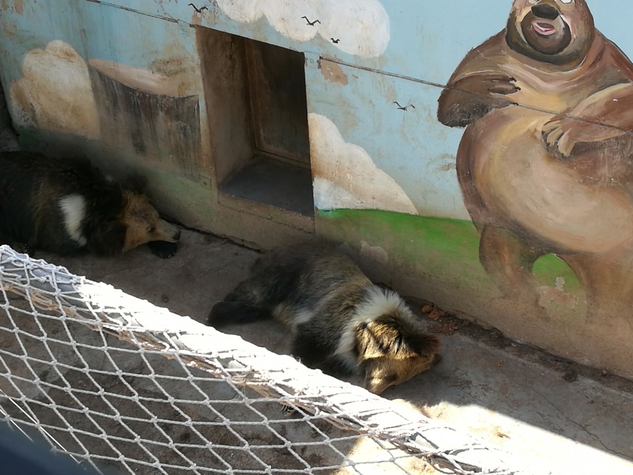 西寧青藏高原野生動物園好玩嗎,西寧青藏高原野生動物園景點怎麼樣