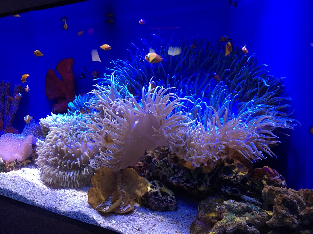 上海海洋水族館