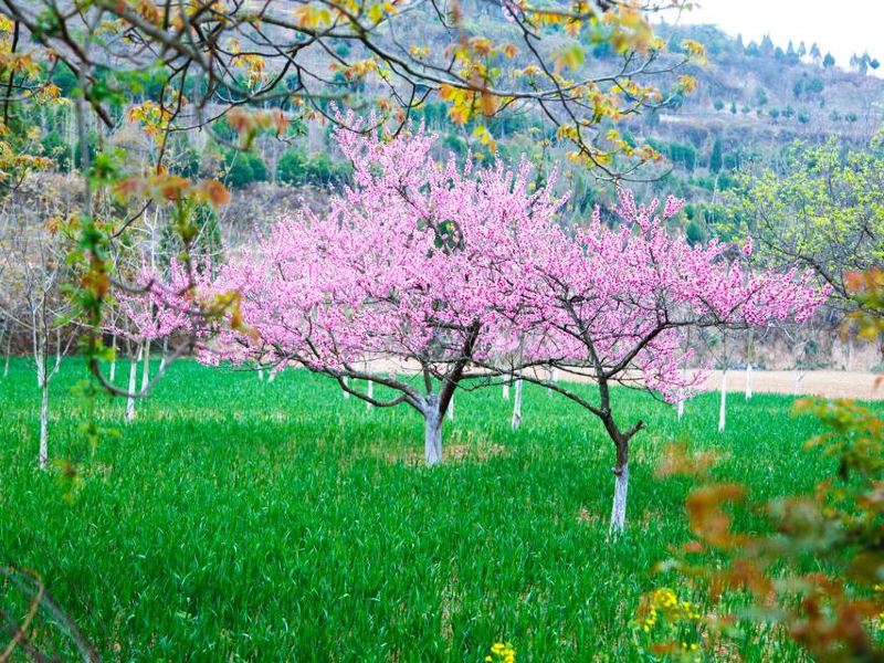 满洲里东山植物园攻略-东山植物园门票价格多少钱-团购票价预定优惠