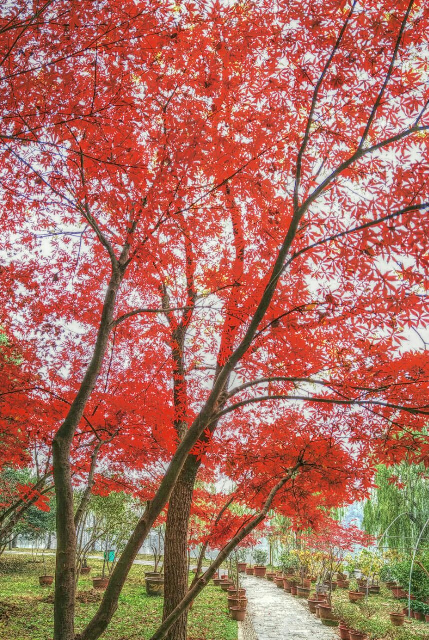 德阳东湖山公园红叶图片
