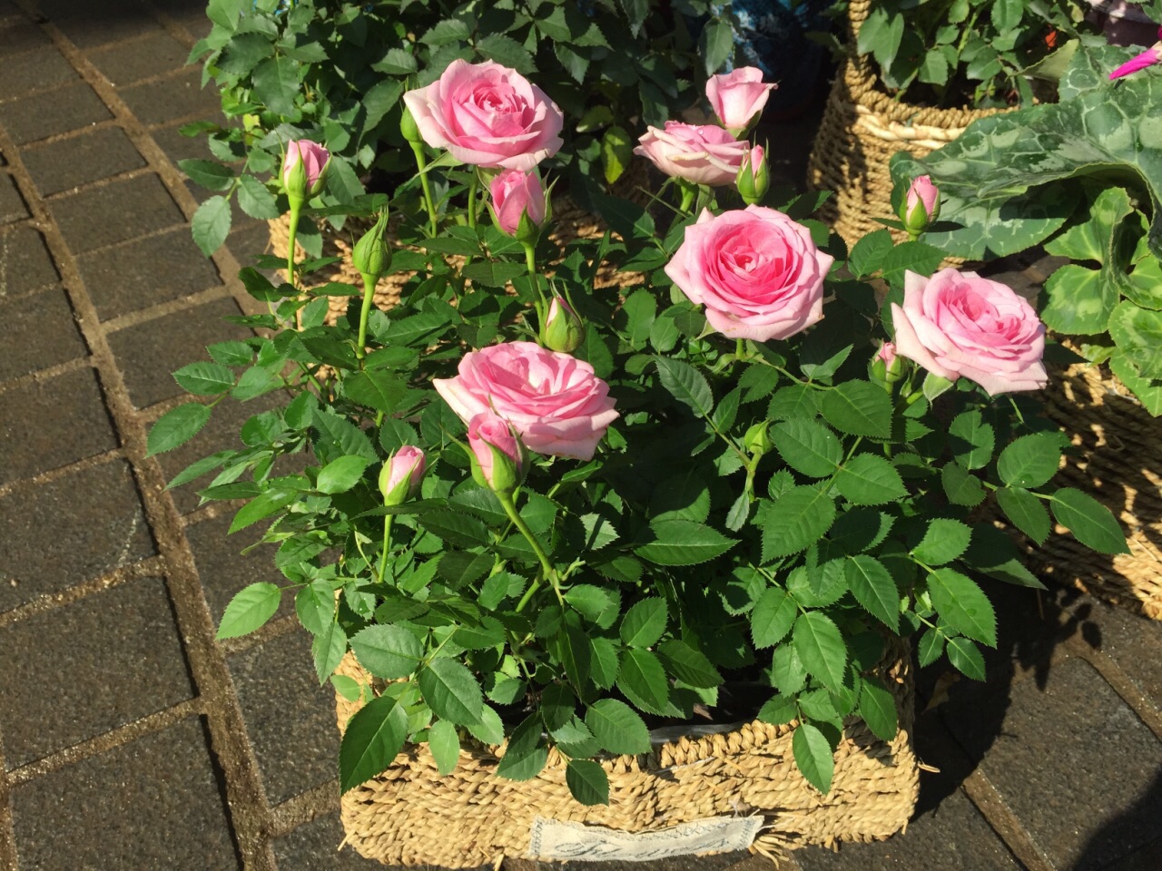 荷蘭花卉小鎮位於深圳市中山公園的東側,將一個花卉市場經營成一個