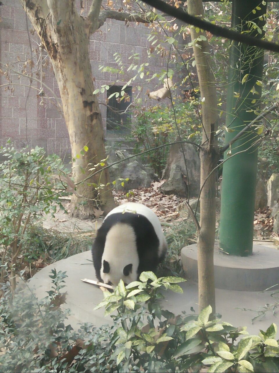 成都動物園