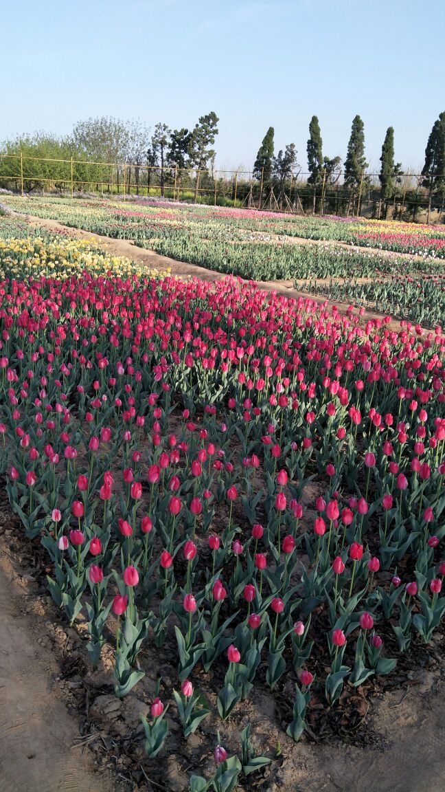 【携程攻略】高唐赛石花朝园景点,春日踏青赏花好去处,下次想约朋友一