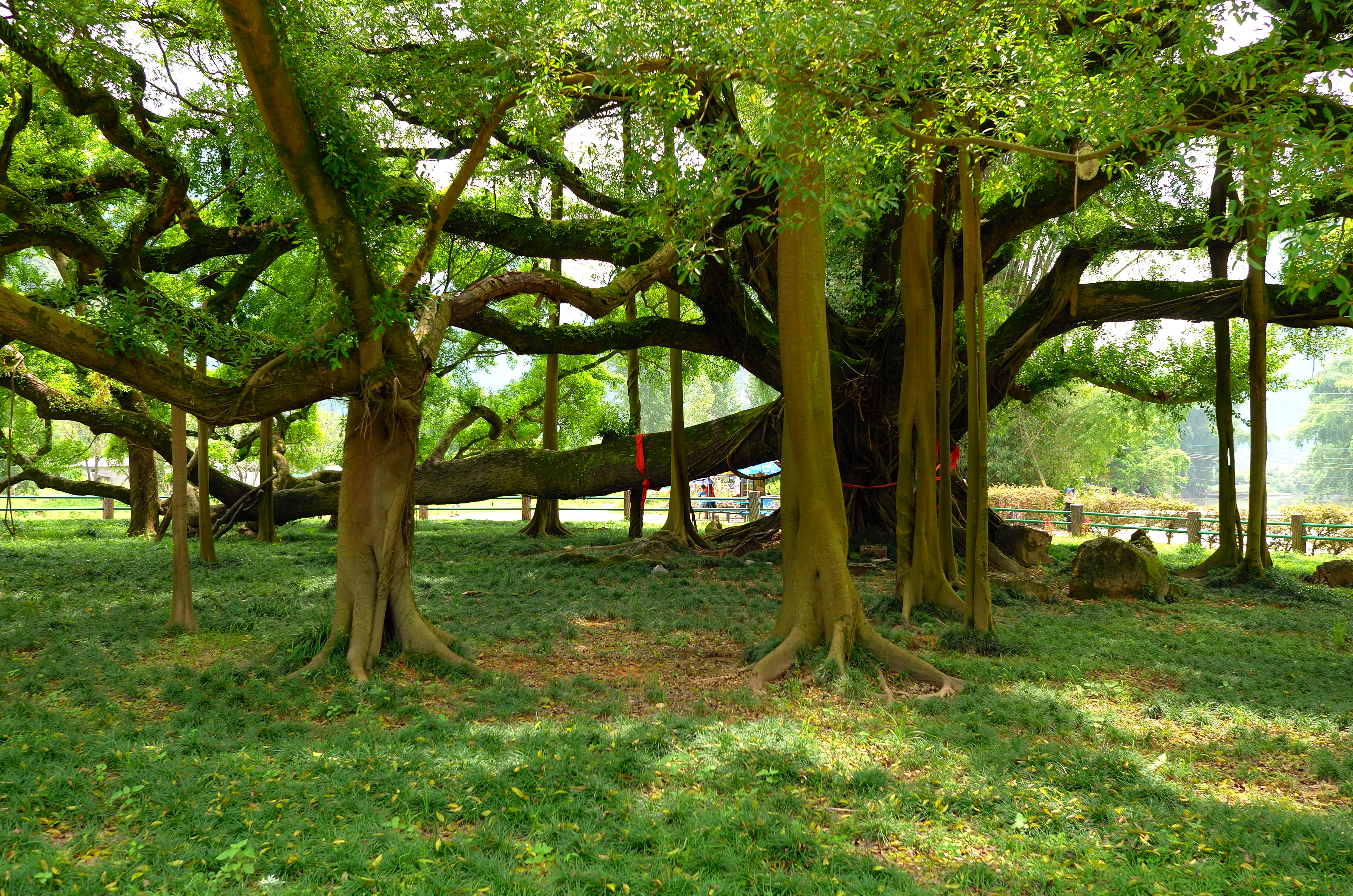 广西大榕树照片图片