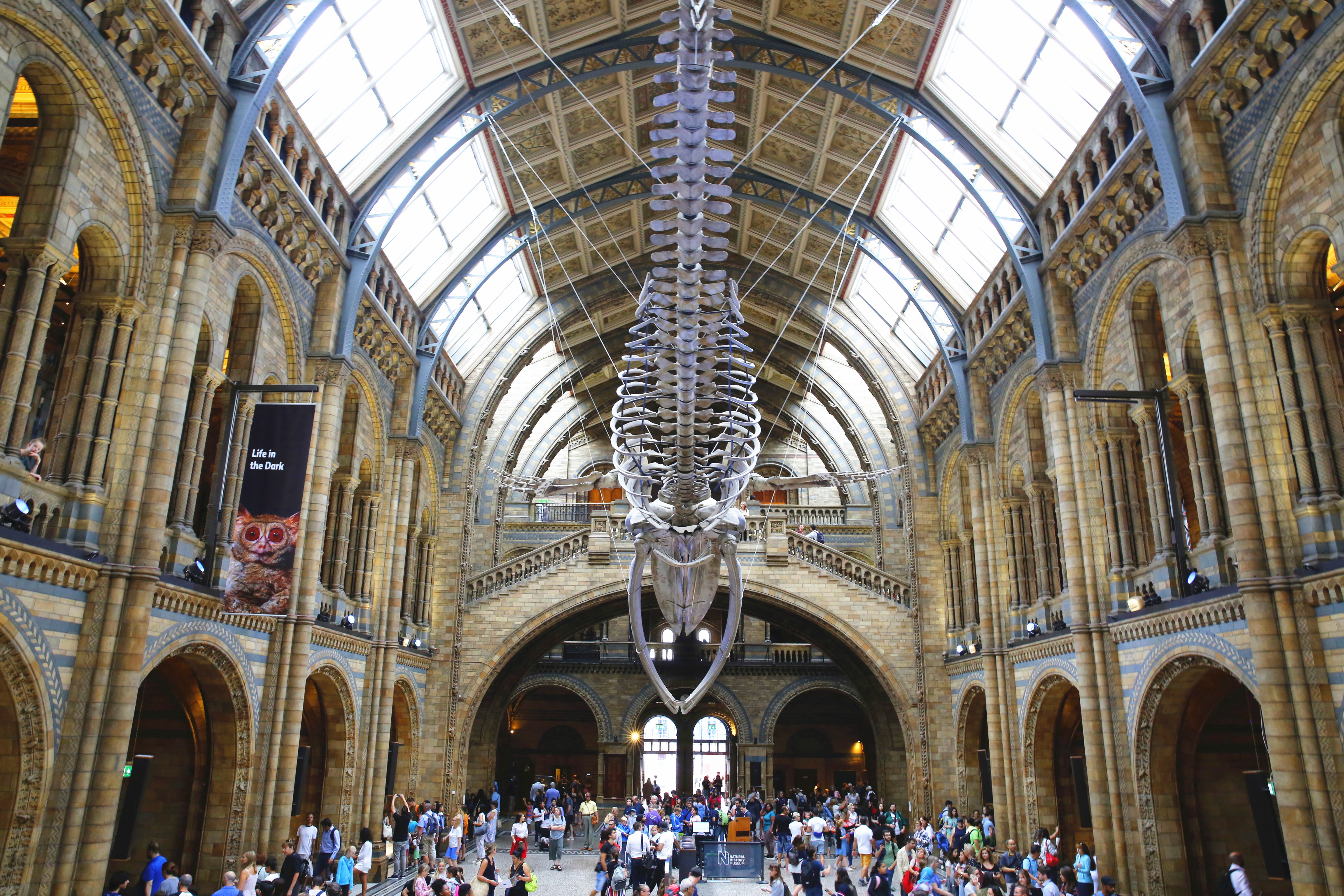 2020自然历史博物馆-旅游攻略-门票-地址-问答-游记点评，伦敦旅游旅游景点推荐-去哪儿攻略