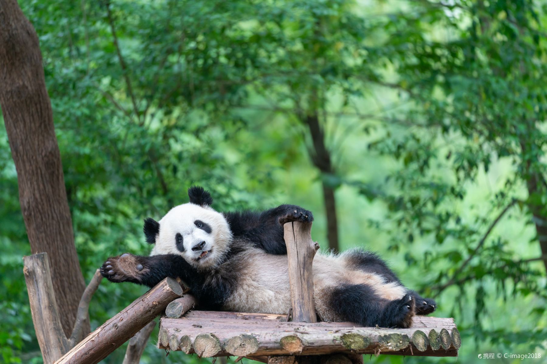 在树干的熊猫,高清图片,壁纸 - 酷酷桌面
