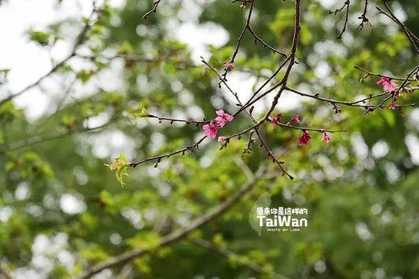 第18次游台湾~赏樱花何必去日本？阿里山和溪头妖怪村美如画！