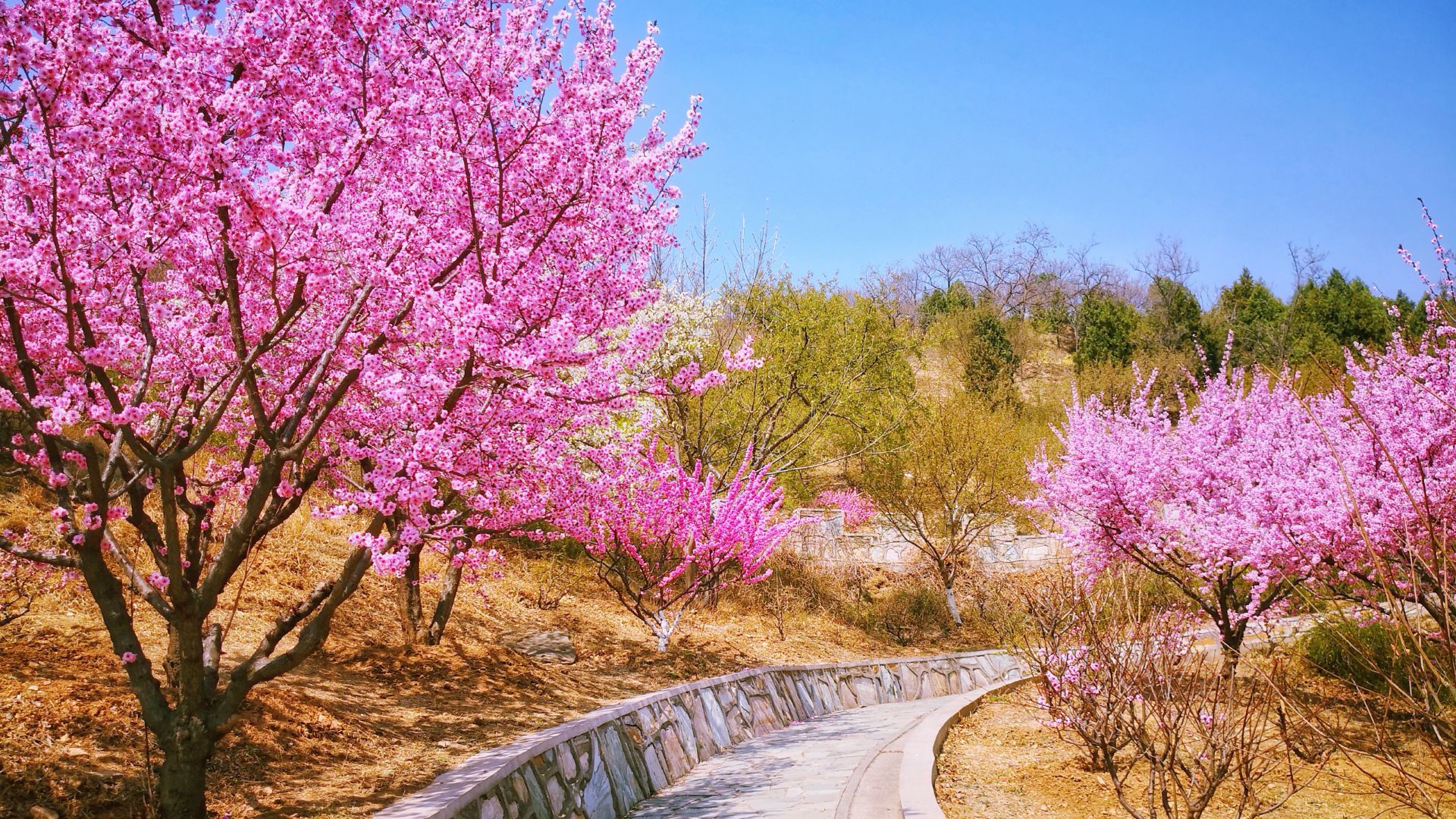 【春色美景-北京植物园摄影图片】北京植物园风光摄影_闻名摄影_太平洋电脑网摄影部落